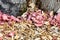 Details of a mushroom farm or fungiculture, growing up of Pleurotus djamor