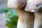 Details of mushroom stem, porcini, boletus edulis