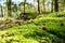 Details of a mysterious mossy forest soil