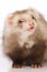 Details of nose variation of angora ferret adult female