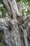 Details of an old dead tree of the enchanted fairy forest on Ruegen island