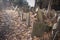 Details of old tombstones in Jewish cemetary in Prague