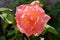 Details of an open wild rose flower with green leaves