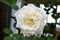 Details of an open wild rose flower with green leaves