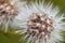 Details of an overblown dandelion