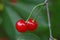 Details of a pair of deeply colored red cherries hanging from the branch