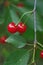 Details of a pair of deeply colored red cherries hanging from the branch