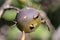 Details of a Pereskia aculeata fruit ripening