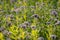 Details of a Phacelia field in autumn blossoms