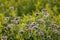 Details of a Phacelia field in autumn blossoms