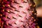 Details of a pink cactus