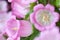 Details of pink campanula medium flowers