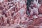 Details Of Pink Hoodoos In Springtime At Bryce Canyon
