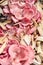 Details of pink oyster mushrooms on wooden chips, fungiculture und fungi cultivation