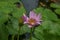 Details of a pink water lily