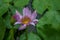 Details of a pink water lily