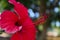 Details of pistils and anthers. Close up of a red hibiscus flower, with details of anthers and pistils