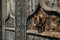 Details of portal to Cathedral. Metal knocker on wrought iron reinforced old wooden doors to Girona Cathedral, Spain