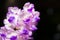 Details of purple orchid petals, Aerides rosea Lodd, former Lindl & Paxton.soft focus