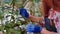 Details of a redhead female with a blue gloves take care after the decorative plants she put some drops of vitamins very