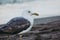 details of a seagull looking towards sea