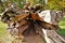 details of a secular tree trunk with wood grain