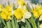 Details of several wild daffodils in a bulb field with pale yellow petals and a dark yellow trumpet