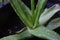 Details shot of the green fresh Aloe Vera in the garden.