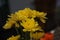 Details shot of the yellow blooming fresh chrysanthemums in the bouquet.