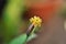 Details of the simple flower of Porophyllum ruderale