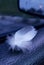 Details of a small fluffy white feather in a natural low light environment