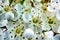 Details of small, white flowers on a fire-shrub bush on a meadow