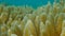 Details of the soft coral polips. Extreme close-up of the soft coral polips on the reef. Natural underwater background. Finger lea