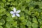 Details of a solitary flower of a ground cover plant Isotoma Fluviatilis