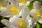 Details of some fresh white violet blooming crocus in spring