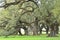 Details of southern live oak trees Quercus virginiana in Louisiana USA.