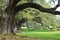 Details of southern live oak trees Quercus virginiana in Louisiana USA.