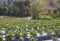 Details of a strawberry plantation in south of State of Minas Gerais, Brazil.