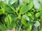 Details ,Thai spice ,Tree Basil are both herbs and foods with aromatic, spicy flavors.