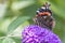 Details of a thistle butterfly on a flower of a Buddleia in Zoetermeer, Netherlands 3