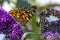 Details of a thistle butterfly on a flower of a Buddleia in Zoetermeer, Netherlands 9