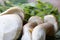 Details of three porcini mushrooms, green leaves background