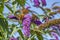 Details of three thistle butterflies on a flower of a Buddleia in Zoetermeer, Netherlands 7