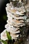 Details of Trametes ochracea on tree trunk in garden