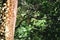 Details tree trunk in a tropical forest