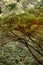 Details tree trunk in a tropical forest