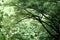 Details tree trunk in a tropical forest