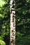 Details tree trunk in a tropical forest