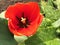 Details tulip stamens in red flower
