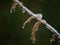 Details of a twig with dried up leaves all covered in twigs covered with snow